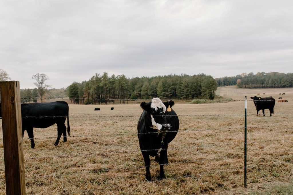 Herd of domestic cows cattle animals pasturing in grassy valley with wire fence in agricultural settlement